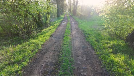 Dirt-road-meandering-through-a-sunlit-forest,-evoking-a-sense-of-peace-and-natural-beauty