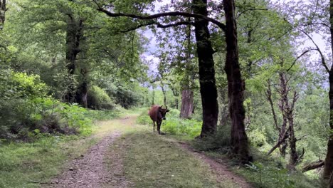 Cow-bull-walking-in-forest-road-way-path-in-wild-bushes-lush-green-wonderful-landscape-hiking-animal-livestock-herding-highland-forest-shepherd-working-iran-nomad-Hyrcanian-natural-landmark-attraction