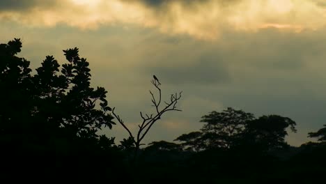 Vogelsilhouette,-Die-Auf-Einem-Ast-Thront-Und-In-Der-Abenddämmerung-Davonfliegt---Statische-Aufnahme