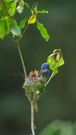 Un-Pájaro-Monarca-De-Nuca-Negra-Comparte-Comida-Con-Sus-Tres-Polluelos-En-El-Nido-Y-Luego-Voló-Dejando-Atrás-A-Los-Polluelos