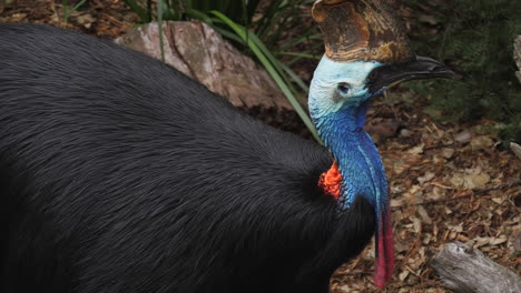 The-southern-cassowary,-Casuarius-casuarius,-or-double-wattled-cassowary,-is-a-large-flightless-black-bird