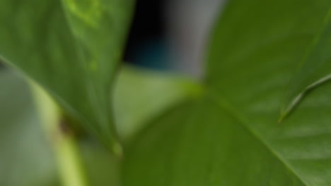 Tracking-closeup-shot-of-details-of-a-viny-pathos-plant-in-front-of-wooden-bookshelf-in-cozy-home-moving-left-to-right