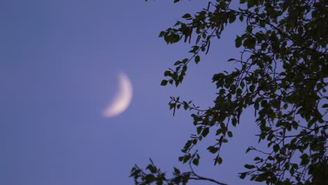 Focus-on-tree-branch-flutter-in-wind,-blurry-waxing-crescent-moon-in-sky