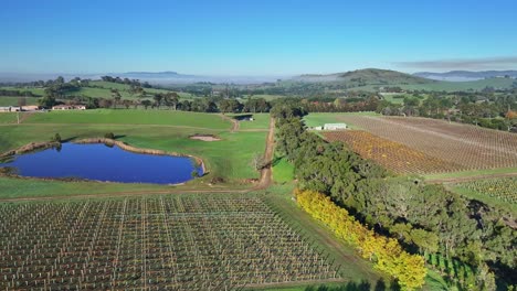 Enthüllung-Eines-Weinbergs-Im-Yarra-Valley-In-Der-Nähe-Von-Yarra-Glen,-Victoria,-Australien-Mit-Nebelverhangenen-Hügeln-Dahinter