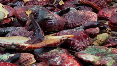 Close-up-shot-of-red-pine-mushrooms