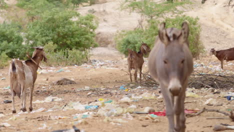 A-donkey-and-some-goats-near-a-dusty-road-in-Brazil