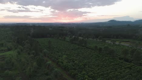 Aerial-view-of-Yerba-Mate-cultivation-for-commercial-activity