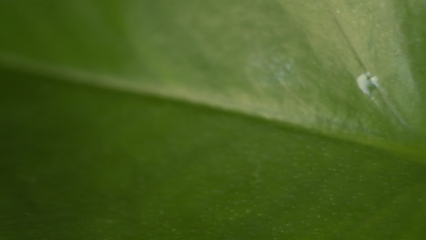 Panning-macro-closeup-shot-of-a-viny-pathos-plant-in-front-of-wooden-bookshelf-in-cozy-home-moving-right-to-left