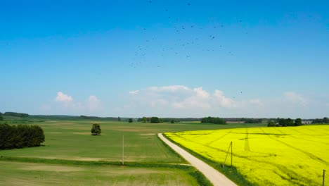 Large-bird-flock-in-blue-sky-above-yellow-rapeseed-field-and-green-meadow