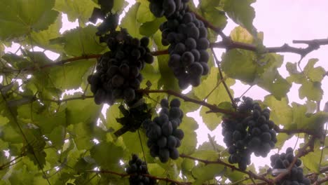 Juicy-flavourful-black-grapes,-fruits-growth,-harvest-yield-time,-food