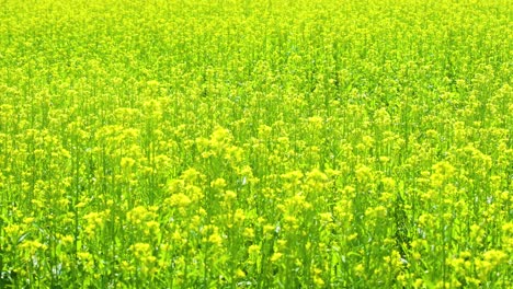 Campos-De-Mostaza-De-Color-Verde-Brillante-En-Bangladesh---Asia