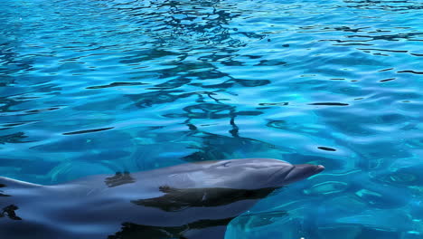 A-dolphin-comes-up-to-the-surface-of-the-calm-blue-ocean-water