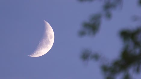 Epic-waxing-crescent-moon-phase-in-sky-with-tree-branch-move-in-breeze