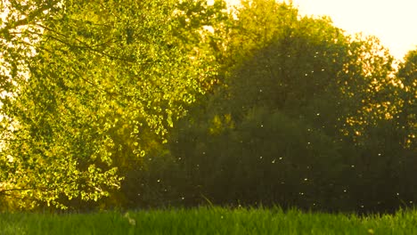 Idyllic-view-of-pollen-particles-in-air-during-summer-golden-hour,-Latvia