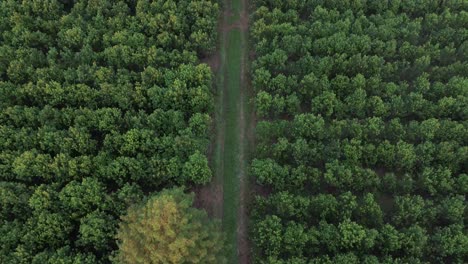 Sustainable-and-environmentally-friendly-agricultural-activity,-top-aerial-view-of-yerba-mate-cultivation-in-Santo-Pipó,-Argentina,-Misiones