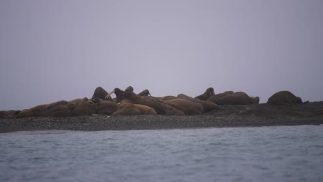 Grupo-De-Morsas-Descansando-En-La-Playa-Junto-Al-Agua-Fría-Del-Mar-En-Un-Día-Brumoso,-Cámara-Lenta