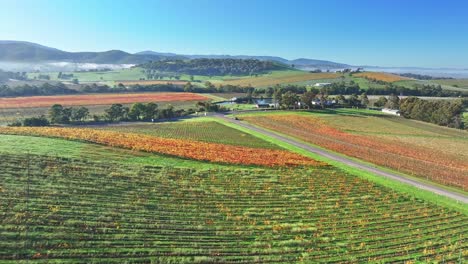 Overhead-a-vineyard-on-the-side-of-a-hill-in-the-Yarra-Valley-near-Yarra-Glen-Victoria-Australia