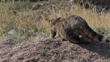 Rückansicht-Einer-Katze,-Die-Auf-Einem-Feld-Läuft