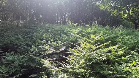 Lush-dense-fern-woodland-with-sun-breaking-through-forest-tree-canopy-wilderness
