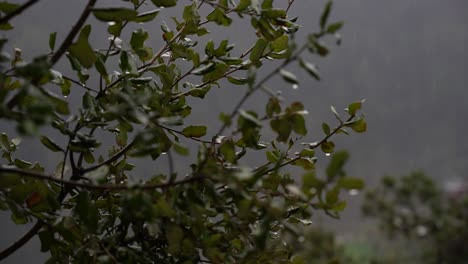 low-motion-shot-of-raindrops-falling-on-green-oak-tree-leaves,-creating-a-peaceful-and-serene-atmosphere