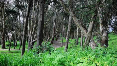 Andy-Goldsworthy's-Wood-Line-in-San-Francisco-with-Wide-Angle-Low-Shot,-Beautiful-Scenery-in-a-Forest,-USA