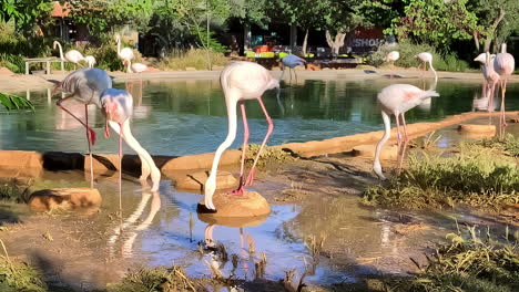 Flamencos-Rosados-En-Busca-De-Alimento-En-Un-Estanque