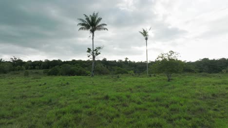 Lush-green-landscape-in-Florencia,-Colombia-under-a-cloudy-sky-with-tall-palm-trees-in-the-distance