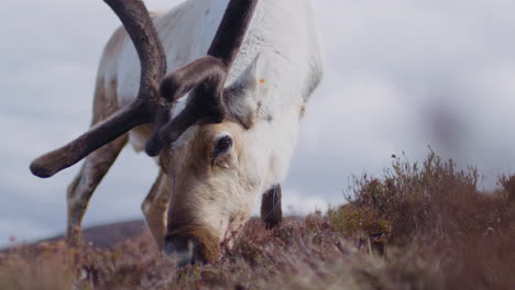 Slomo-closeup-of-reindeer-grazing-and-looking-at-camera,-Scotland