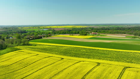 Una-Vista-Aérea-De-Campos-De-Colza-Amarillos-Intercalados-Con-Campos-Verdes-Y-Una-Sola-Turbina-Eólica-En-El-Fondo,-Bajo-Un-Cielo-Azul-Claro