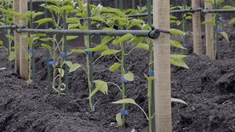 Pequeña-Plantación-De-Pimientos-Cerca-De-Un-Sistema-De-Enrejado-En-Un-Patio-De-Cultivo-Doméstico