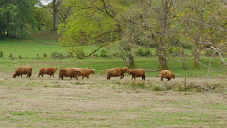 Rebaño-De-Vacas-De-Las-Tierras-Altas-En-Pastos-Verdes-En-Primavera-Slomo