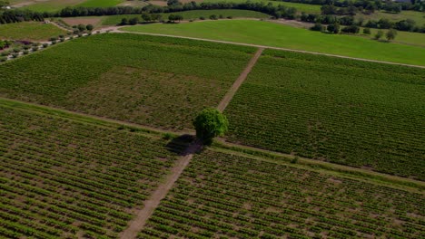 High-establishing-shot-of-a-large-tree-in-the-centre-of-a-vinery-in-Le-Cres