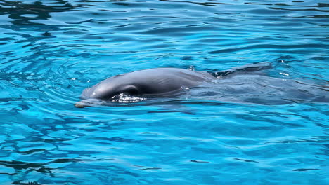 Dolphin-playing-and-rolling-in-the-water---isolated-close-up-in-slow-motion