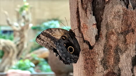 Close-up-shot-of-an-owl-butterfly-on-the-stem-of-a-tree-in-a-park-at-daytime