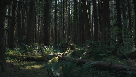 Gorgeous-and-suspenseful-dolly-shot-of-a-forest-floor