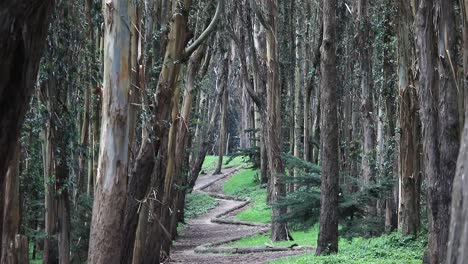 Andy-Goldsworthys-Wood-Line-In-San-Francisco,-Vergrößerte-Aufnahme