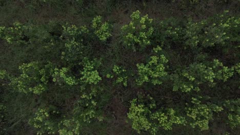 Aerial-top-view-of-Yerba-Mate-cultivation-in-tropical-forest