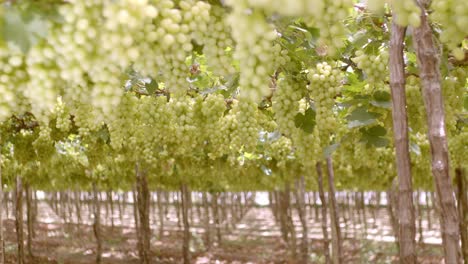 Well-managed-farming-business,-grape-vineyard,-large-plantation-Brazil