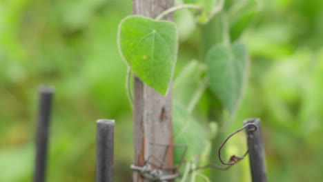 Cyclea-barbata-vines-climbing-a-wooden-stick-in-a-lush-garden