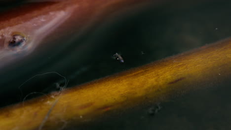Tiny-black-springtail-walking-on-surface-of-water