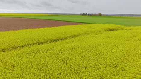 Fields-of-rapeseed-at-ground-level-aerial-drone-shot