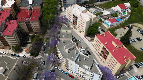 Blooming-blue-trees-in-downtown-of-Estepona-city,-aerial-view