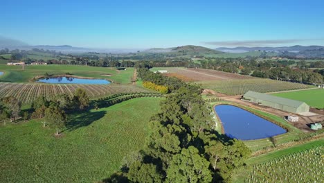 Enthüllung-Einer-Reihe-Von-Bäumen-Und-Weinbergen-Im-Yarra-Valley-In-Der-Nähe-Von-Yarra-Glen,-Victoria,-Australien