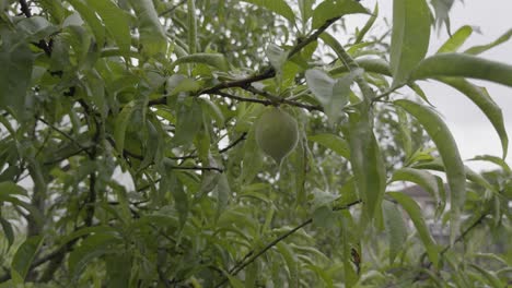 Grüner-Pfirsich-Reift-Auf-Einem-Pfirsichbaum-Voller-Blätter-An-Einem-Bewölkten,-Windigen-Tag