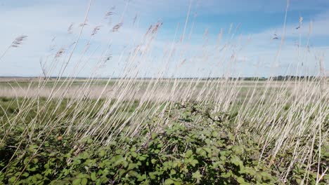 Wind-breeze-sways-long-reed-grasses,-Westwood-Marsh-fenland-Suffolk