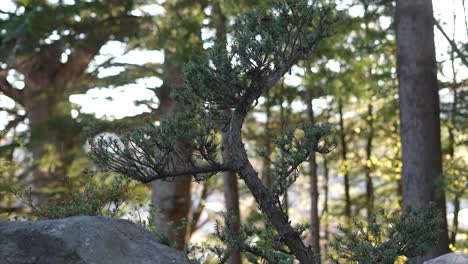 Pequeño-Bonsái-En-El-Bosque-Japonés,-Pino.