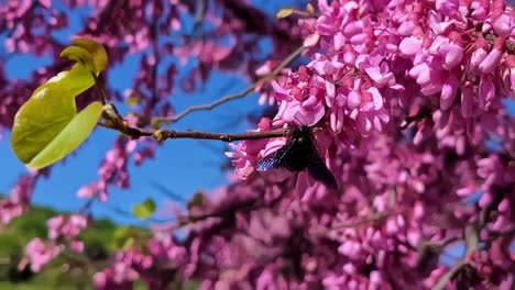 Nahaufnahme-Einer-Honigbiene,-Die-An-Einem-Sonnigen-Tag-Süßen-Nektar-Aus-Rosa-Blüten-Schlürft,-Die-Auf-Blühenden-Bäumen-Im-Frühlingsgarten-Wachsen