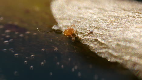 Primer-Plano-Macro-Extremo-De-Un-Pequeño-ácaro-En-La-Orilla-Del-Agua-En-Un-Día-Soleado-Afuera