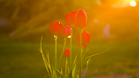 Bright-golden-hour-sunset-illuminate-red-tulips-in-garden,-insects-fly