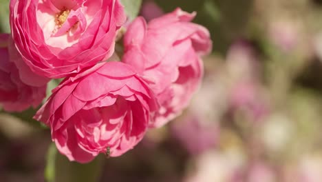 Rosas-Rosadas-Vibrantes-En-Plena-Floración-En-Un-Día-Soleado,-Primer-Plano